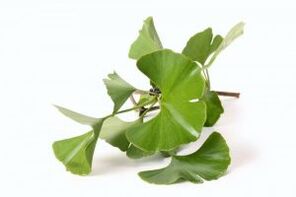 Ginkgo biloba zur Penisvergrößerung